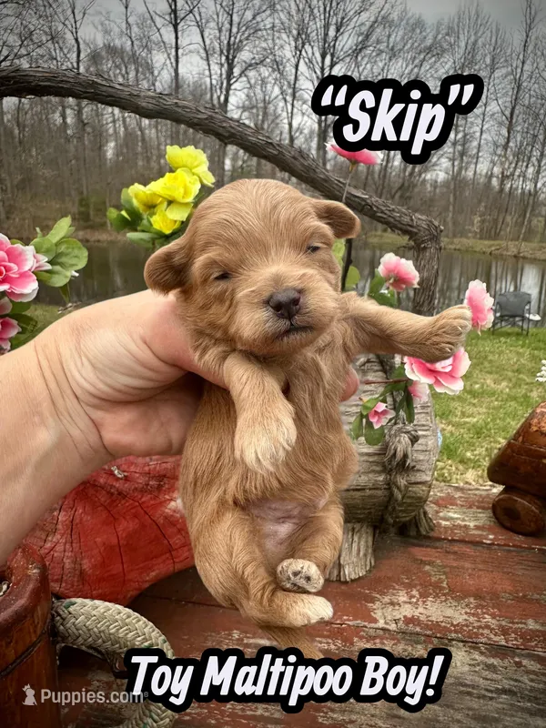 Skip – Maltipoo, Poodle - Toy  puppy for sale in Coal City, IN