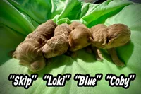 Skip, a male Maltipoo and Poodle - Toy  for sale in Coal City, IN – Photo 4 of 4