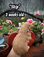 Skip, a male Maltipoo and Poodle - Toy  for sale in Coal City, IN – Photo 3 of 6