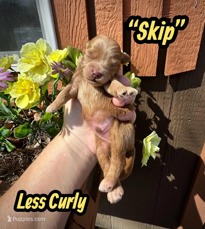 Skip – Maltipoo, Poodle - Toy  puppy for sale in Coal City, IN