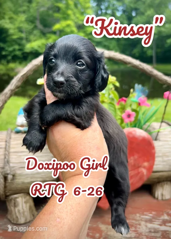 Kinsey – Doxiepoo, Miniature Dachshund puppy for sale in Coal City, IN