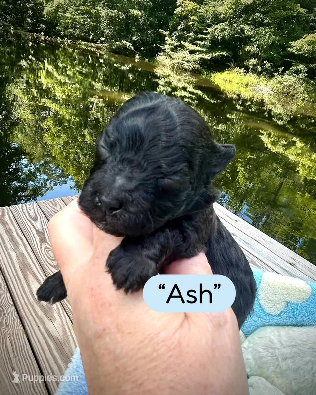 Ash – Maltipoo puppy for sale in Coal City, IN
