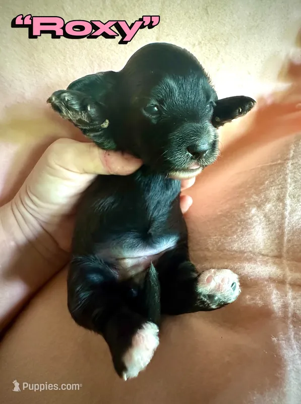 Roxy – Doxiepoo, Miniature Dachshund puppy for sale in Coal City, IN
