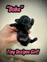 Boba, a female Doxiepoo and Miniature Dachshund for sale in Coal City, IN – 3 of 4