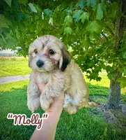 Molly, a female Doxiepoo and Miniature Dachshund for sale in Coal City, IN – 4 of 9