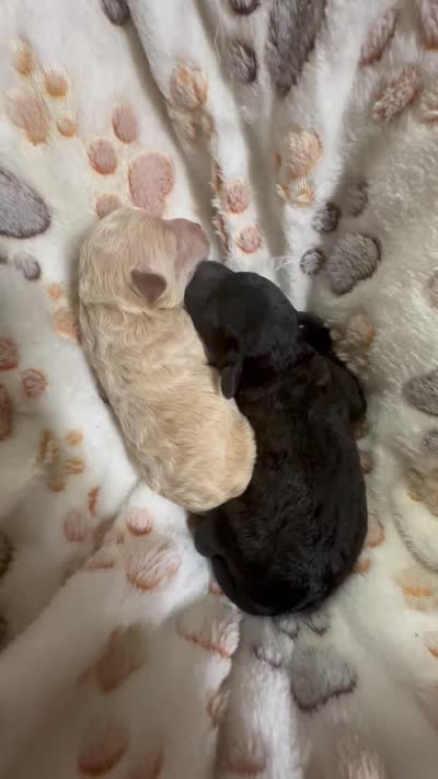 Cashew, a male Maltipoo for sale in Coal City, IN – 5 of 5