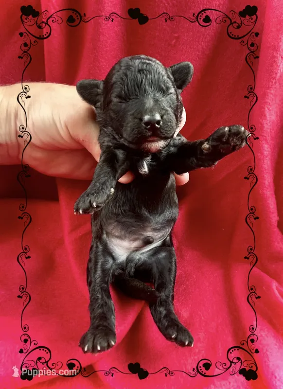 Bean – Maltipoo puppy for sale in Coal City, IN