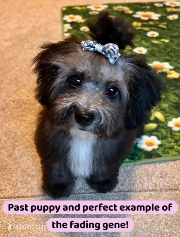 Cinder – Maltipoo puppy for sale in Coal City, IN