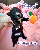 Breezy, a female Maltipoo for sale in Coal City, IN – Photo 1 of 4