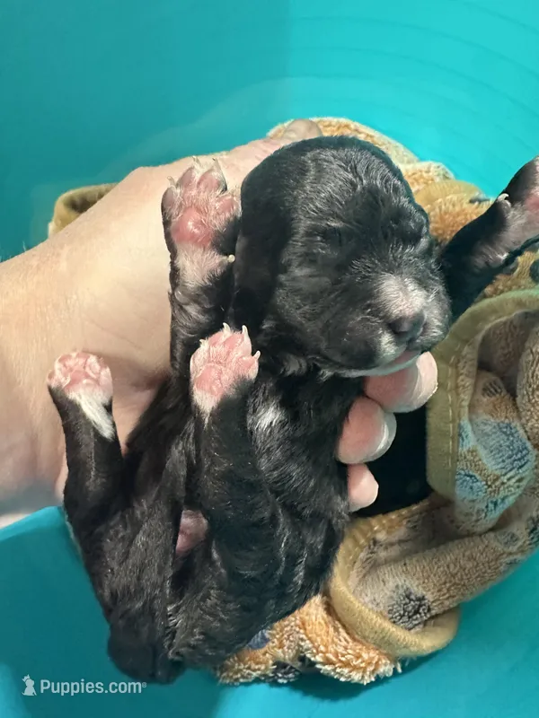 Cookie, a female Maltipoo for sale in Coal City, IN – Photo 1 of 1