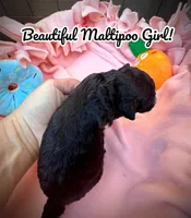 Breezy, a female Maltipoo for sale in Coal City, IN – Photo 3 of 4