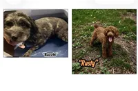 Pixie, a female Doxiepoo and Miniature Dachshund for sale in Coal City, IN – 5 of 5