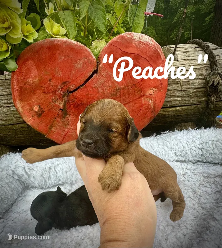 Peaches – Doxiepoo, Miniature Dachshund puppy for sale in Coal City, IN