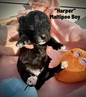 Harper, a male Maltipoo and Poodle - Toy  for sale in Coal City, IN – Photo 3 of 6