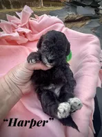Harper, a male Maltipoo and Poodle - Toy  for sale in Coal City, IN – Photo 1 of 6