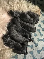 Harper, a male Maltipoo for sale in Coal City, IN – Photo 2 of 2