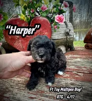 Harper, a male Maltipoo and Poodle - Toy  for sale in Coal City, IN – Photo 2 of 7