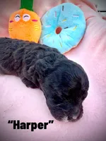 Harper, a male Maltipoo and Poodle - Toy  for sale in Coal City, IN – Photo 5 of 6