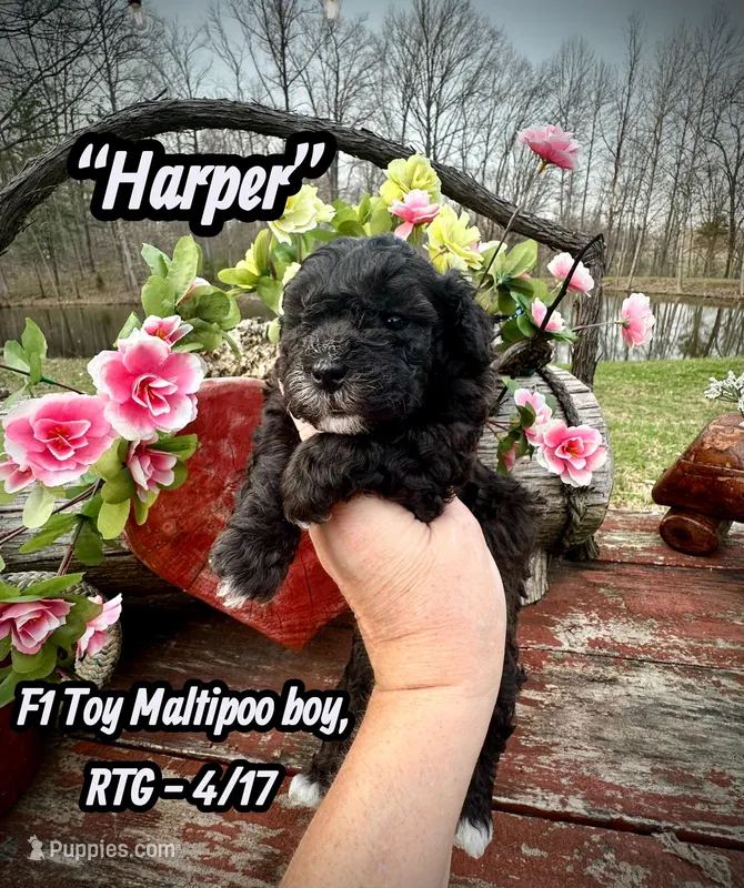 Harper – Maltipoo, Poodle - Toy  puppy for sale in Coal City, IN