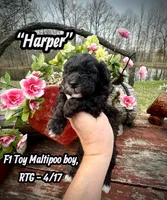 Harper, a male Maltipoo and Poodle - Toy  for sale in Coal City, IN – Photo 1 of 7