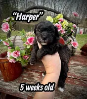 Harper, a male Maltipoo and Poodle - Toy  for sale in Coal City, IN – Photo 3 of 7