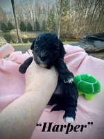 Harper, a male Maltipoo and Poodle - Toy  for sale in Coal City, IN – Photo 2 of 6