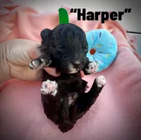 Harper, a male Maltipoo and Poodle - Toy  for sale in Coal City, IN – Photo 4 of 6