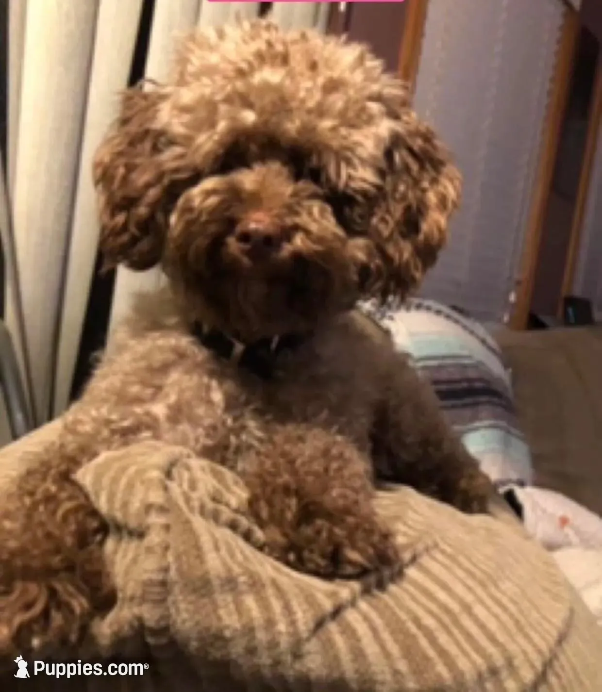 Harper, a male Maltipoo and Poodle - Toy  for sale in Coal City, IN – Photo 7 of 7