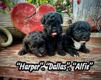 Harper, a male Maltipoo and Poodle - Toy  for sale in Coal City, IN – Photo 4 of 7
