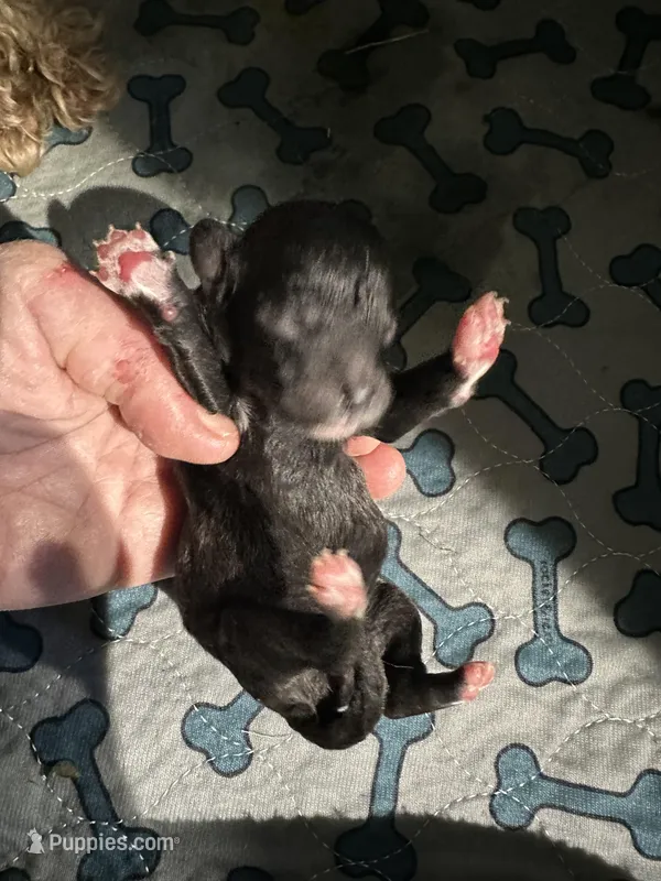 Harper, a male Maltipoo for sale in Coal City, IN – Photo 1 of 2