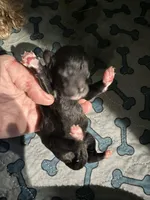 Harper, a male Maltipoo for sale in Coal City, IN – Photo 1 of 2