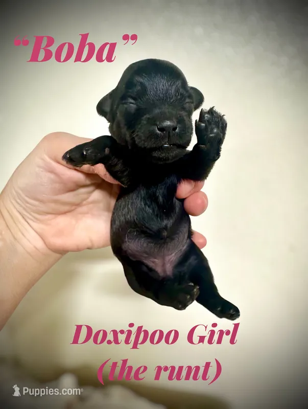 Boba – Doxiepoo, Miniature Dachshund puppy for sale in Coal City, IN