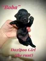 Boba, a female Doxiepoo and Miniature Dachshund for sale in Coal City, IN – 1 of 4