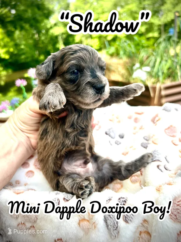 Shadow – Doxiepoo, Miniature Dachshund puppy for sale in Coal City, IN