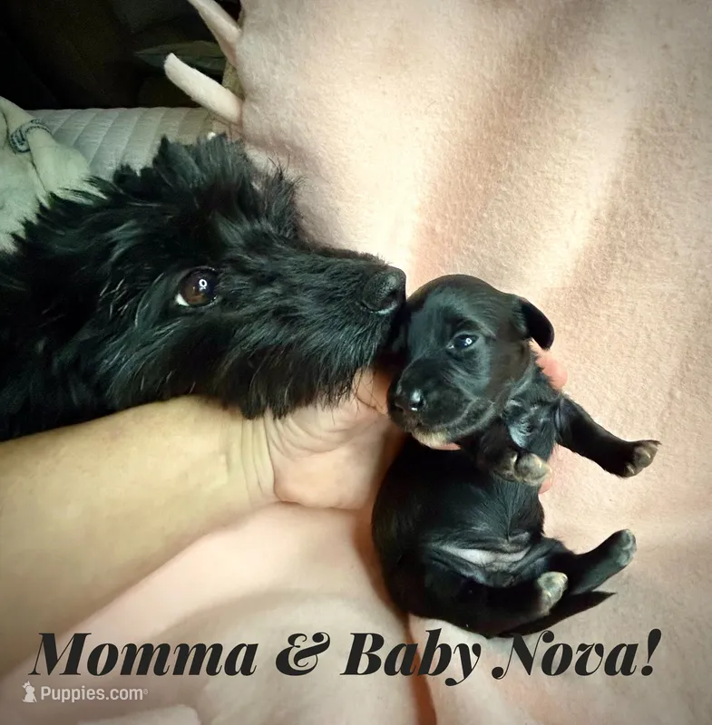 Nova – Doxiepoo, Miniature Dachshund puppy for sale in Coal City, IN