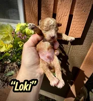Loki, a male Maltipoo and Poodle - Toy  for sale in Coal City, IN – Photo 4 of 5