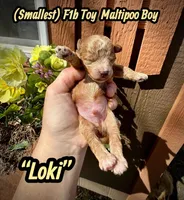 Loki, a male Maltipoo and Poodle - Toy  for sale in Coal City, IN – Photo 3 of 5