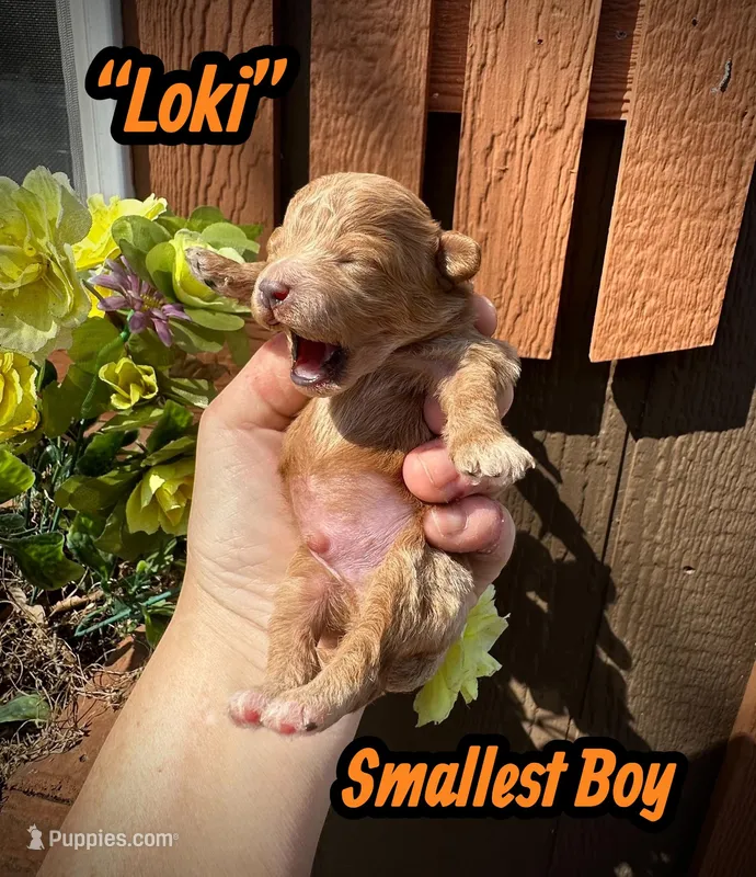 Loki – Maltipoo, Poodle - Toy  puppy for sale in Coal City, IN