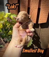 Loki, a male Maltipoo and Poodle - Toy  for sale in Coal City, IN – Photo 1 of 5