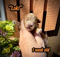 Loki, a male Maltipoo and Poodle - Toy  for sale in Coal City, IN – Photo 2 of 5