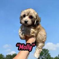 Molly, a female Doxiepoo and Miniature Dachshund for sale in Coal City, IN – 3 of 9