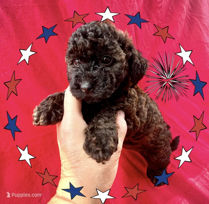 Jersey – Doxiepoo, Miniature Dachshund puppy on hold in Coal City, IN