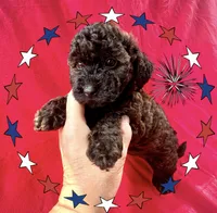 Jersey, a female Doxiepoo and Miniature Dachshund for sale in Coal City, IN – 1 of 3