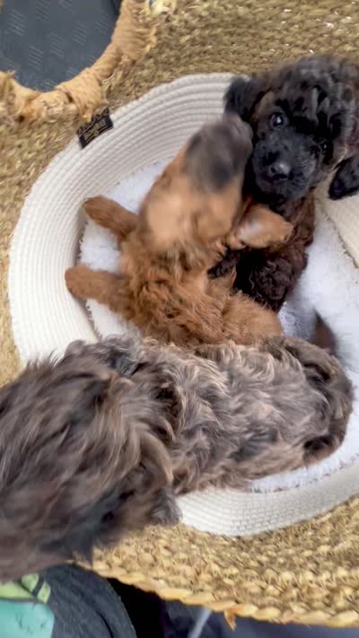 Shadow , a male Doxiepoo and Miniature Dachshund for sale in Coal City, IN – 3 of 4