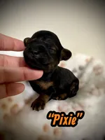 Pixie, a female Doxiepoo and Miniature Dachshund for sale in Coal City, IN – 2 of 5