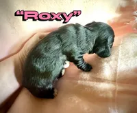 Roxy, a female Doxiepoo and Miniature Dachshund for sale in Coal City, IN – 2 of 5