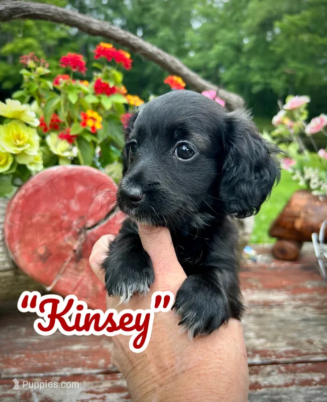 Kinsey – Doxiepoo, Miniature Dachshund puppy for sale in Coal City, IN