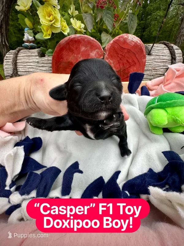 Casper – Doxiepoo, Miniature Dachshund puppy for sale in Coal City, IN