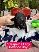 Casper, a male Doxiepoo and Miniature Dachshund for sale in Coal City, IN – 1 of 4