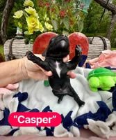 Casper, a male Doxiepoo and Miniature Dachshund for sale in Coal City, IN – 2 of 4